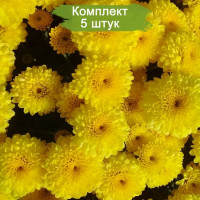 Комплект 5шт  / Хризантема ЯХО голд (Мультифлора/Желтая)